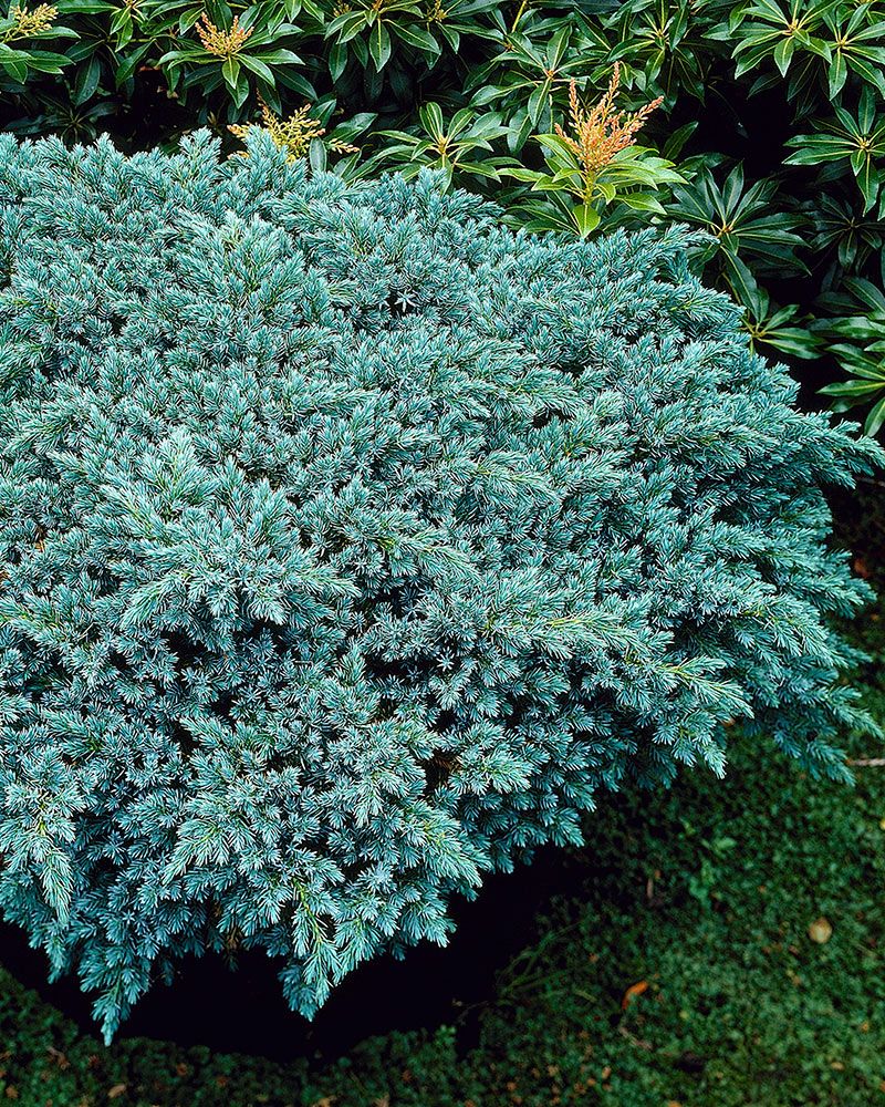 Sinikataja Blue Star