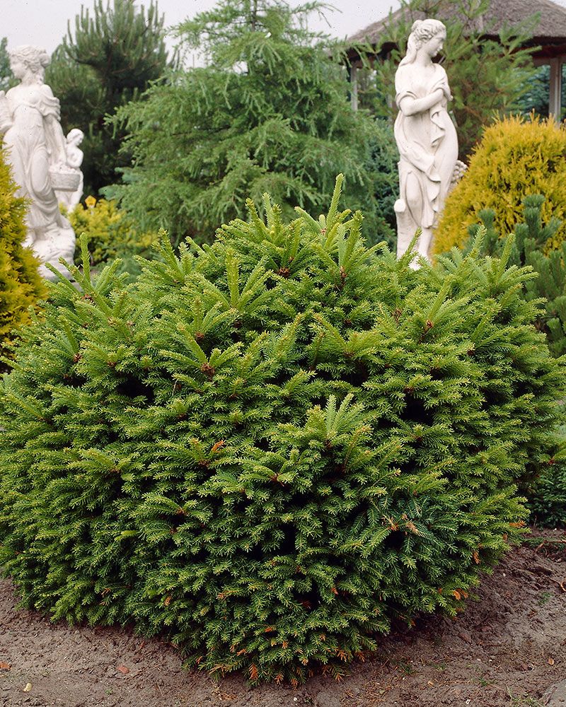 Pallokuusi Ohlendorffii