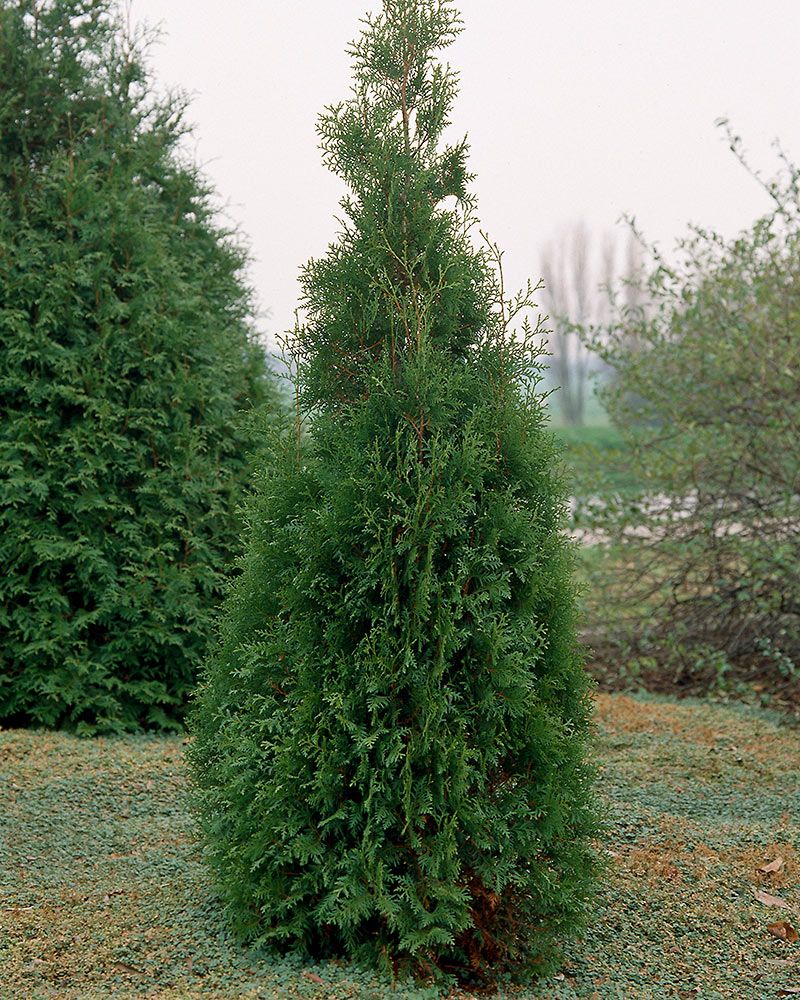 Kartiotuija Brabant 80-100 cm