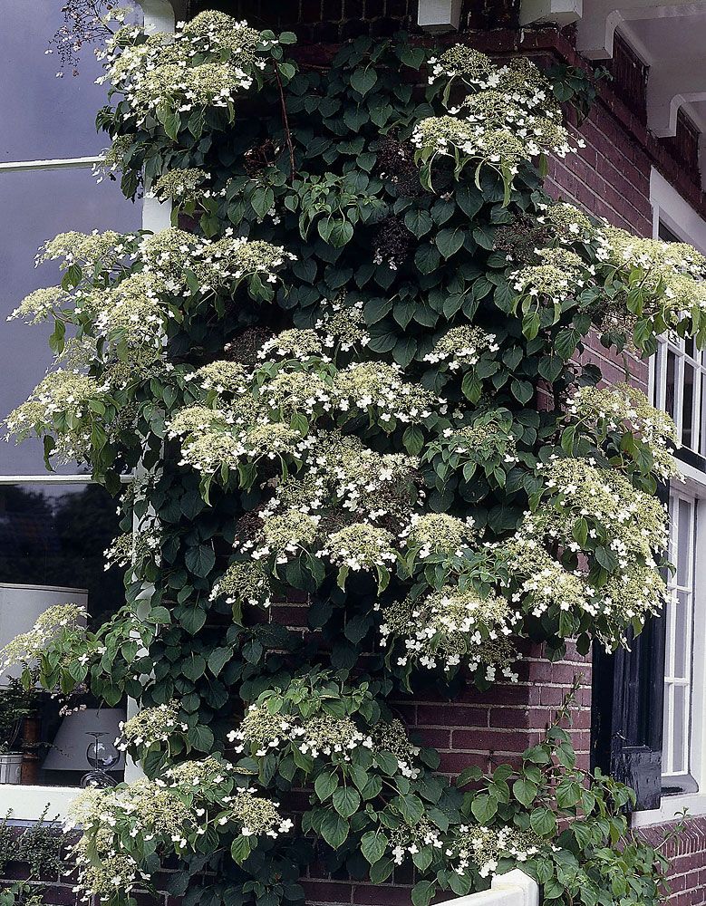Köynnöshortensia