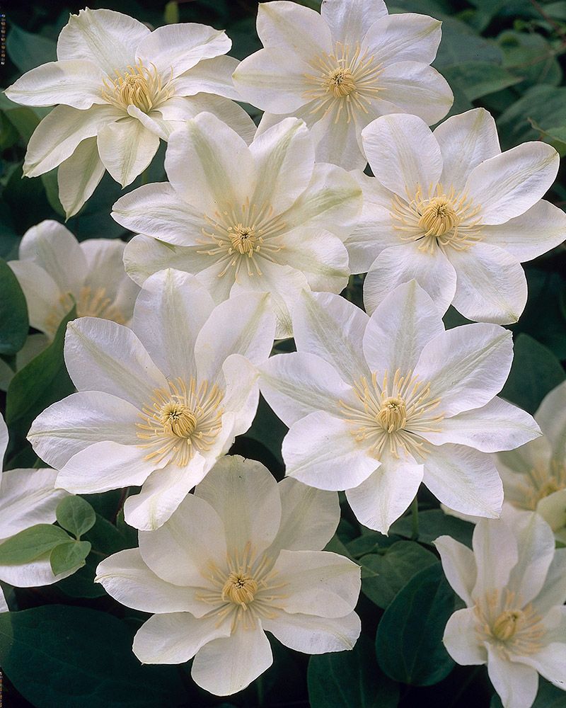 Loistokärhö Guernsey Cream 3 kpl