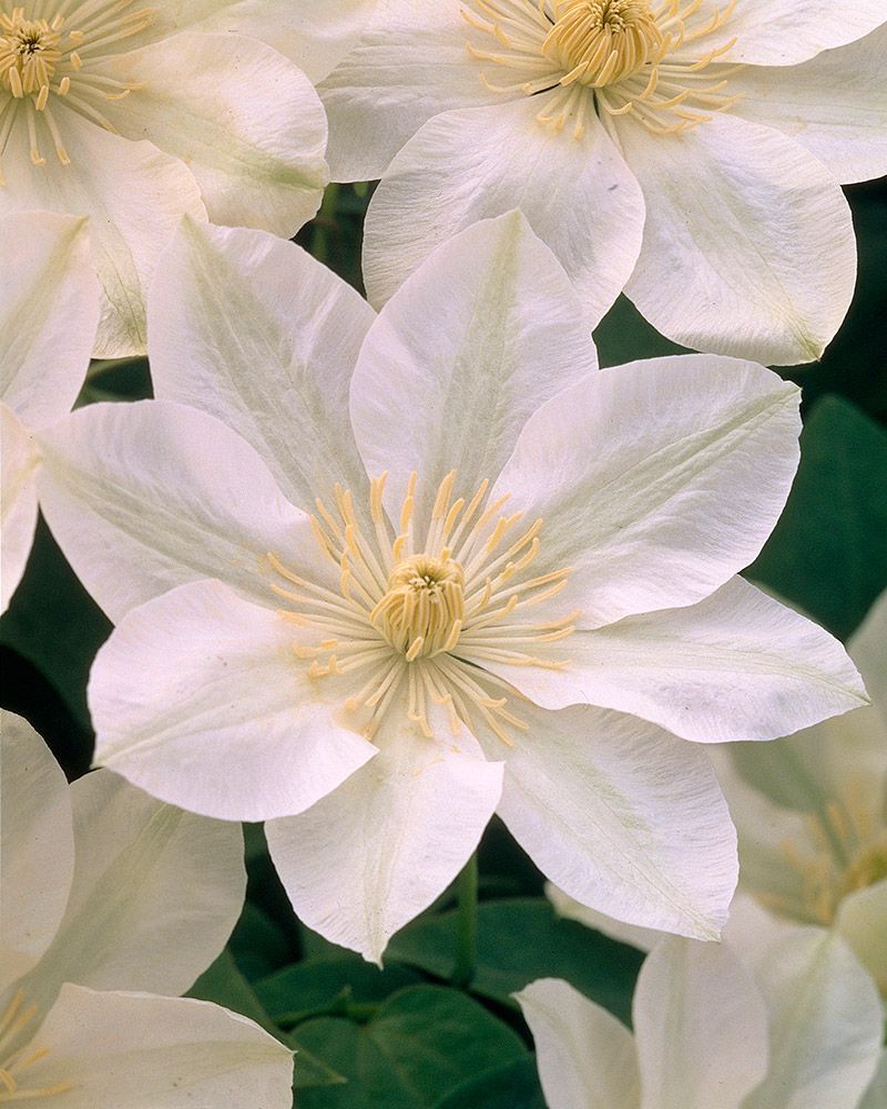 Loistokärhö Guernsey Cream