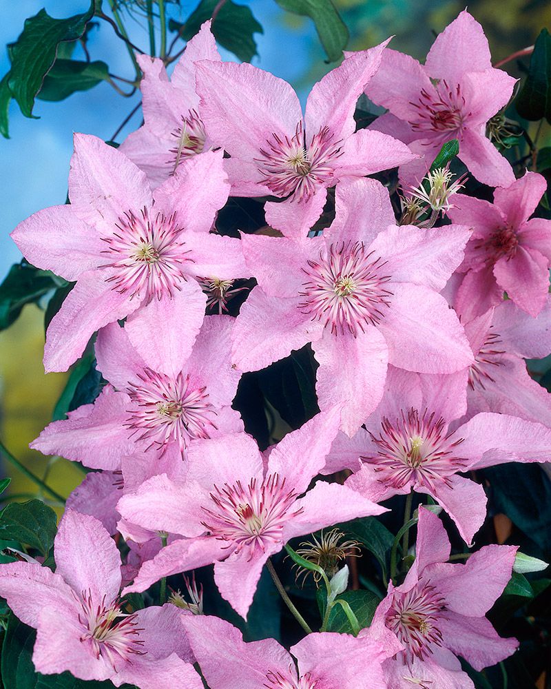 Loistokärhö Hagley Hybrid