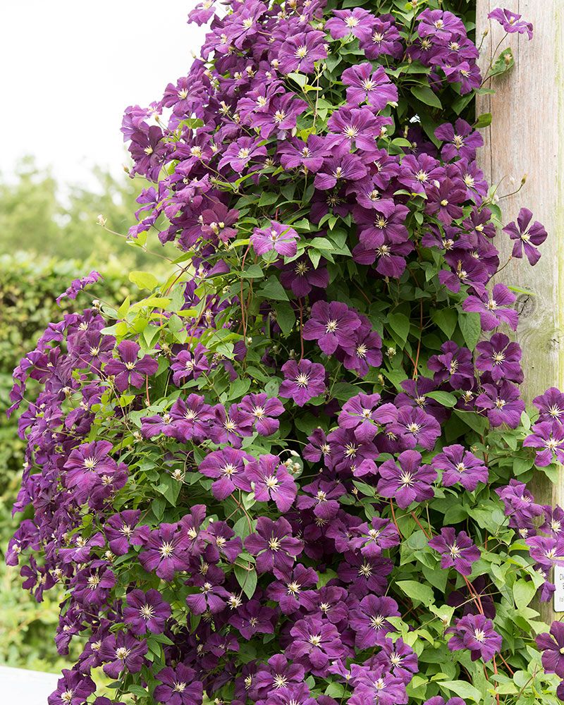 Tarhaviinikärhö Etoile Violette 2 litran astiataimi