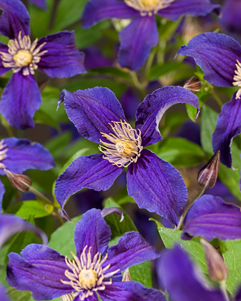 Loistokärhö So Many Blue Flowers 3 kpl