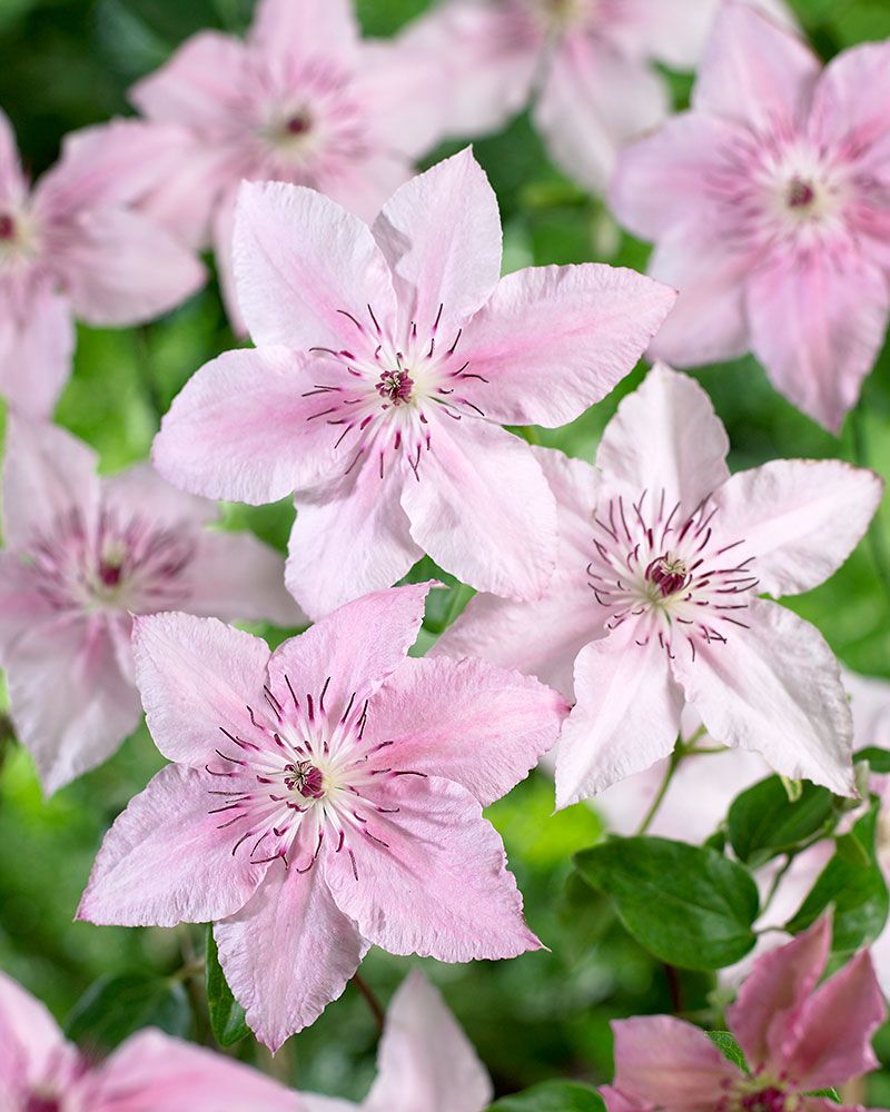 Loistokärhö Pink Fantasy 3 kpl