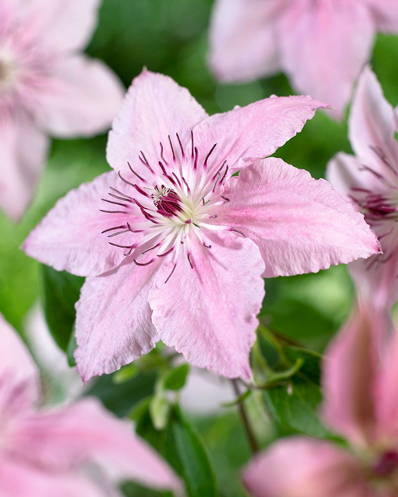 Loistokärhö Pink Fantasy