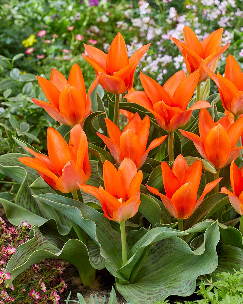 Raitatulppaani Orange Toronto 10 kpl