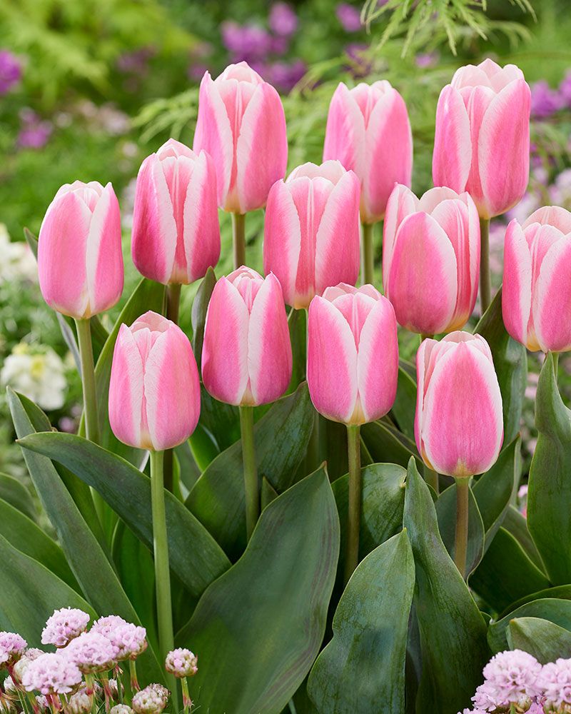 Darwintulppaani Mandy´s Choice 10 kpl