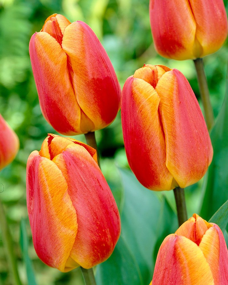 Darwintulppaani Oxford´s Elite 10 kpl