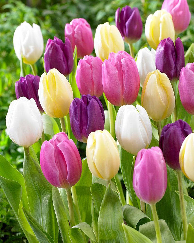 Flag-tulppaani mix 20 kpl