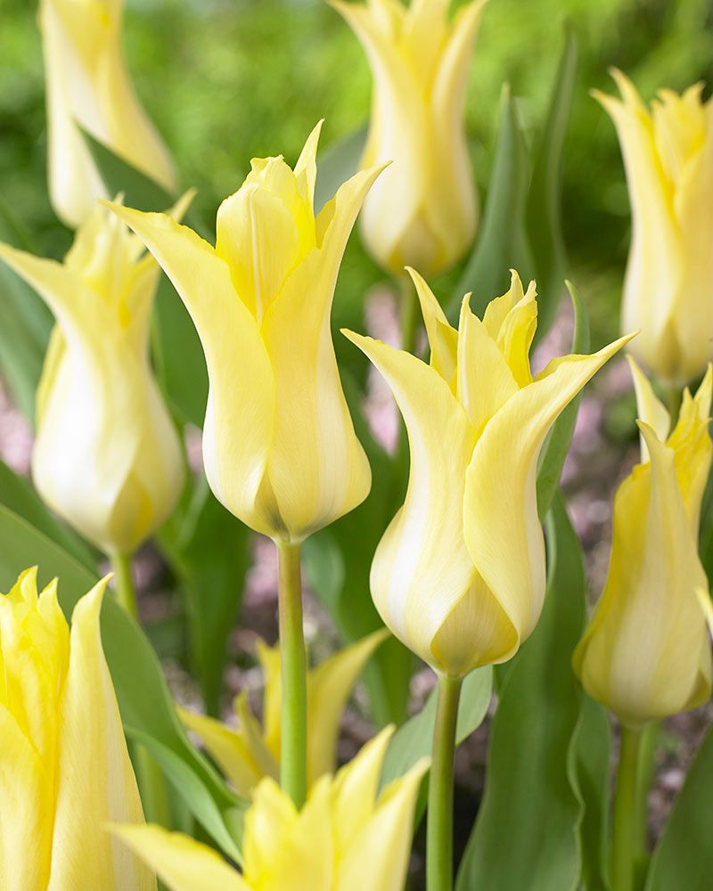 Liljatulppaani Florijn Chic 10 kpl