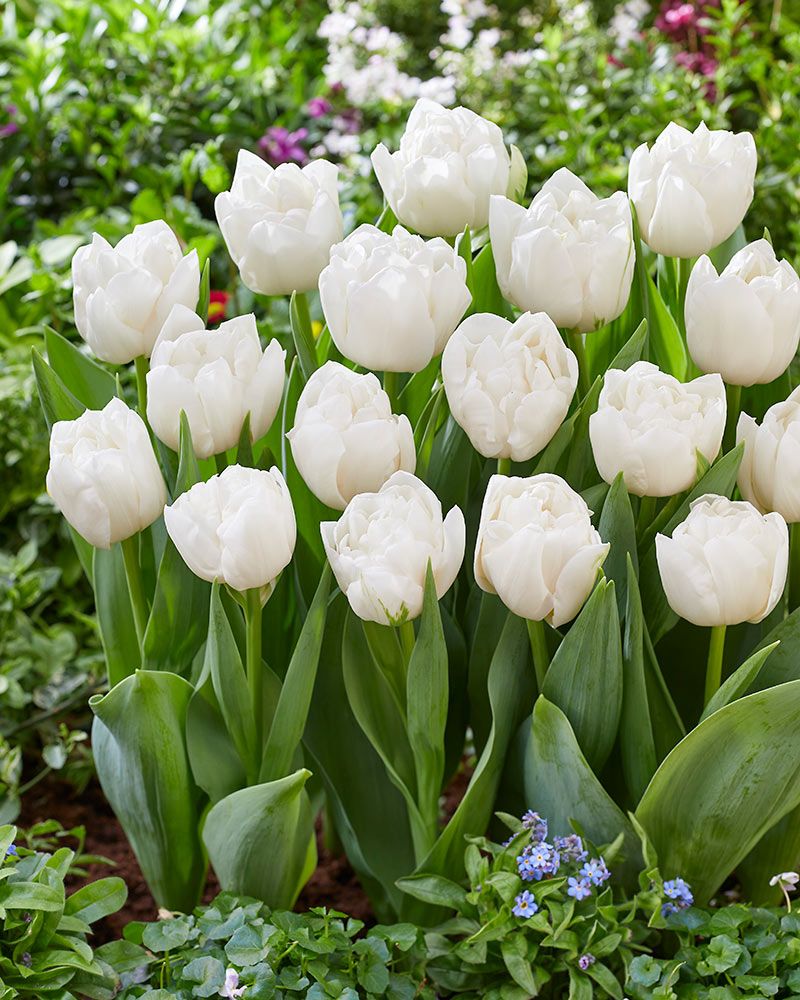 Kerrattu tulppaani White Heart 10 kpl