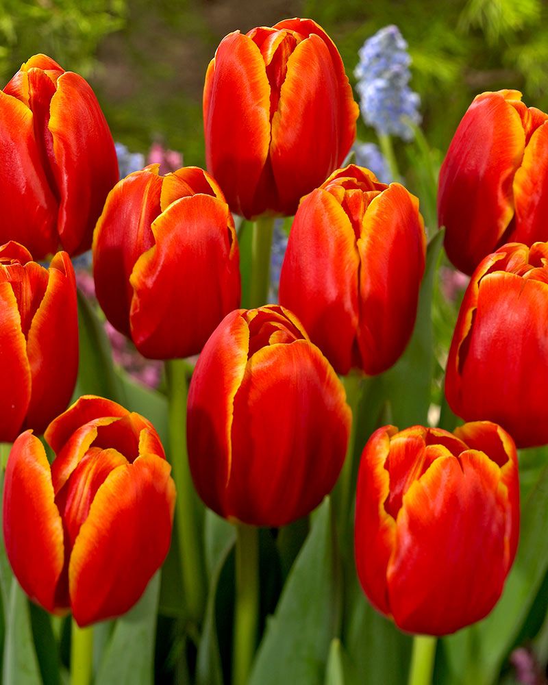 Tulppaani Verandi 10 kpl