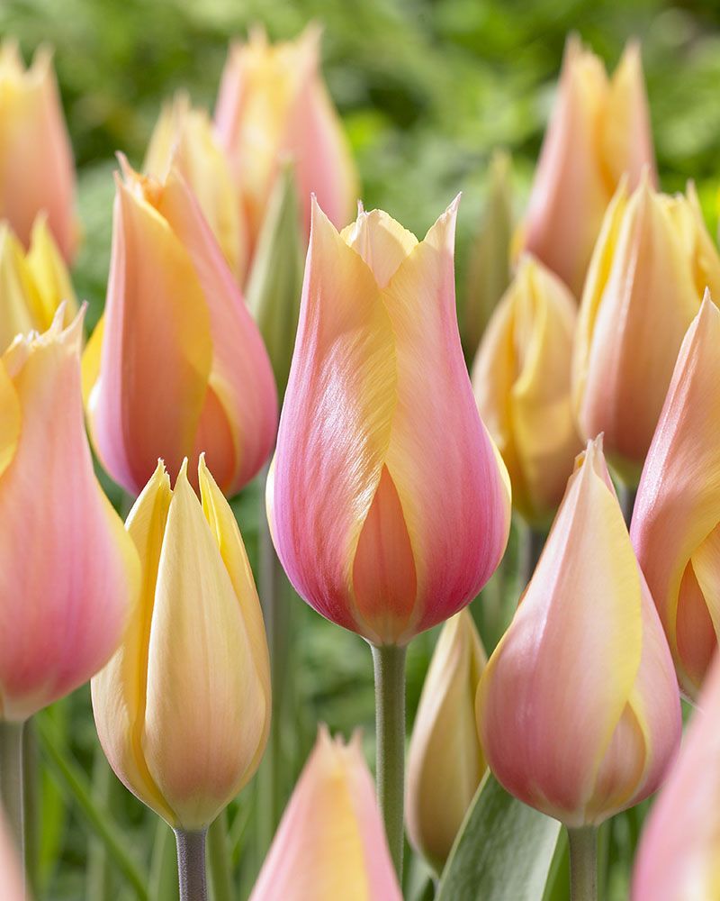 Ranskantulppaani Blushing Lady 10 kpl