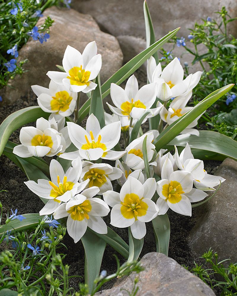 Pikkutulppaani 10 kpl