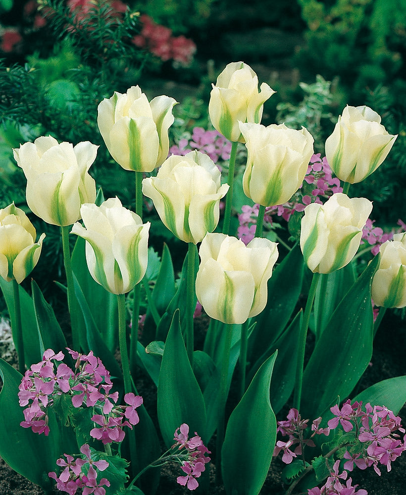 Vihreäraitatulppaani Spring Green 10 kpl
