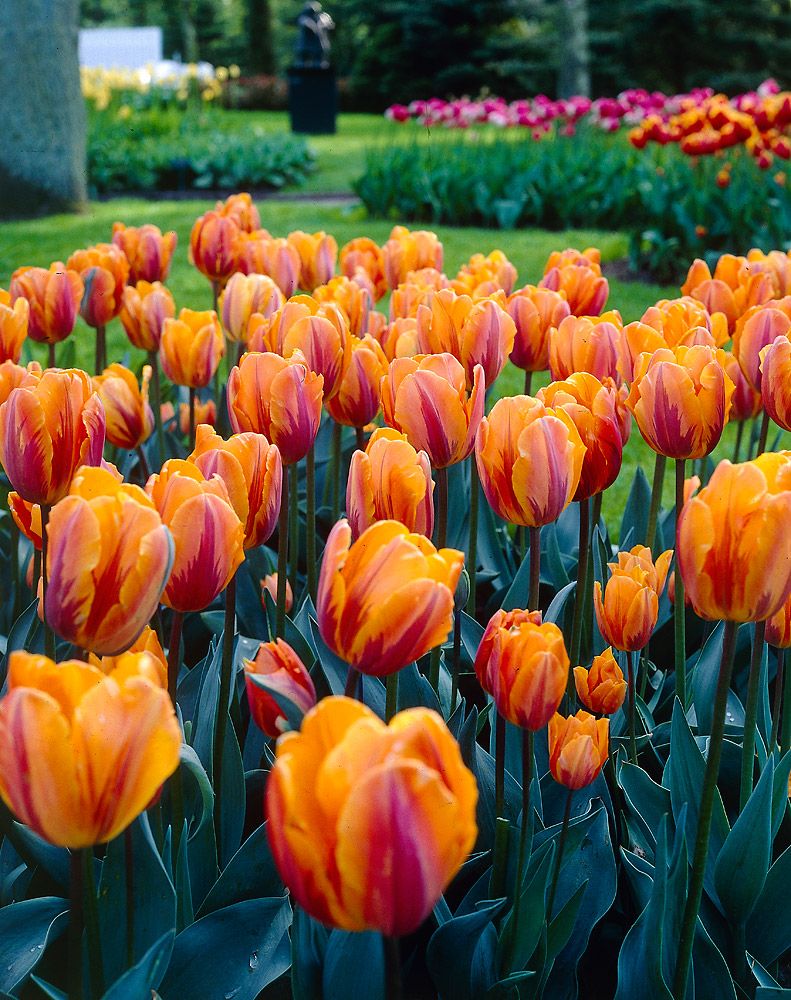 Tulppaani Princess Irene 10 kpl