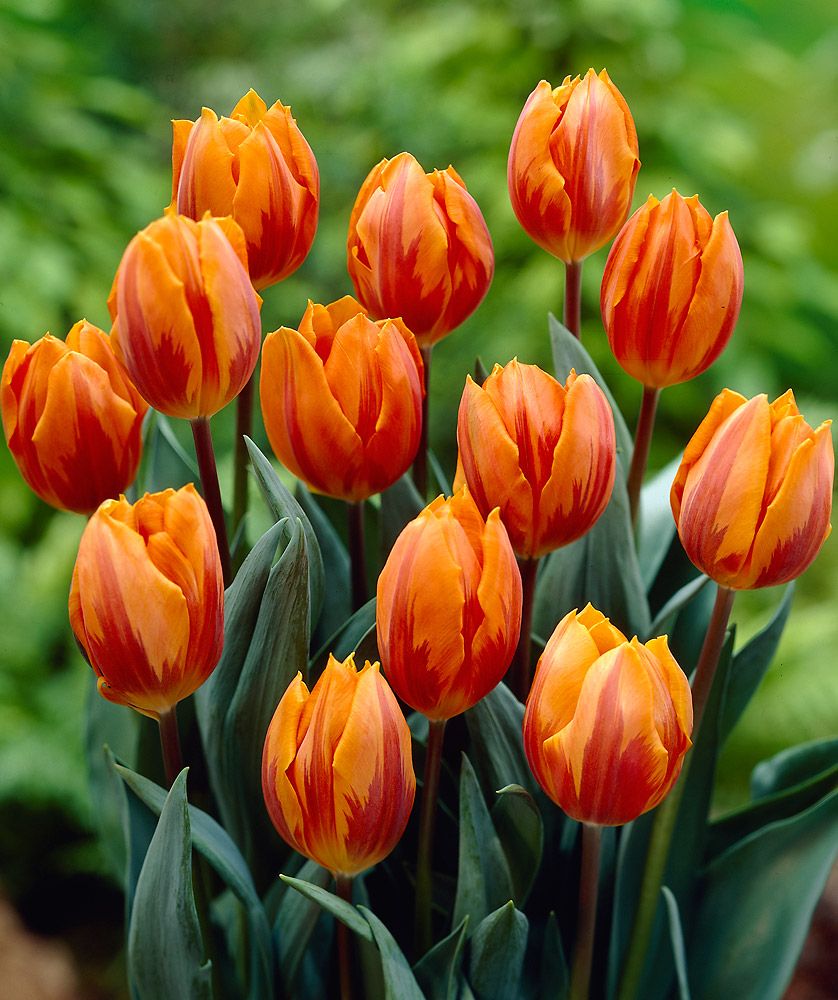 Tulppaani Princess Irene 10 kpl