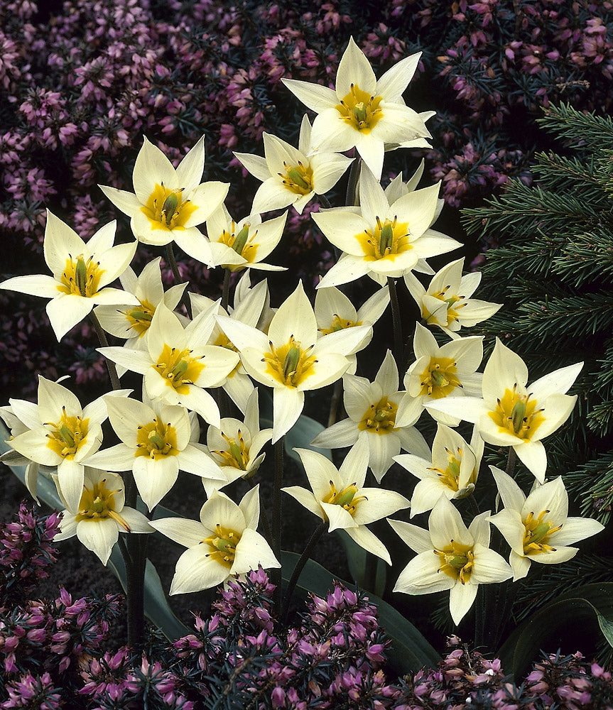 Kääpiötulppaani 15 kpl