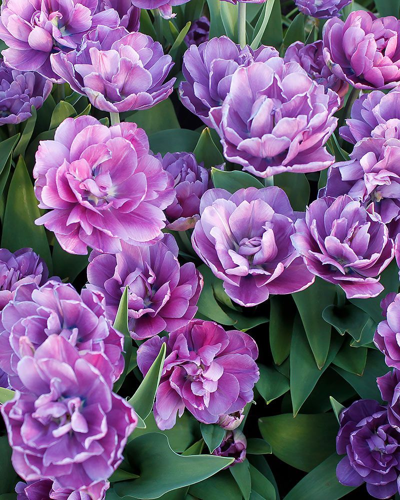 Kerrattu tulppaani Blue Diamond 10 kpl