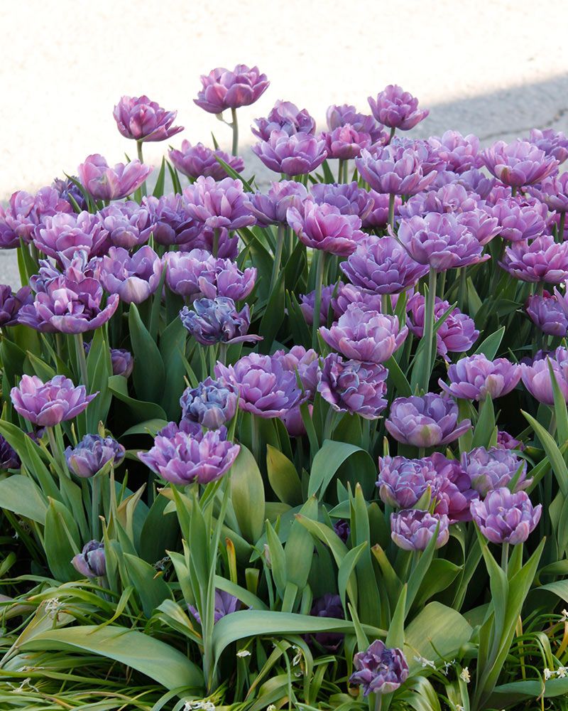 Kerrattu tulppaani Blue Diamond 10 kpl
