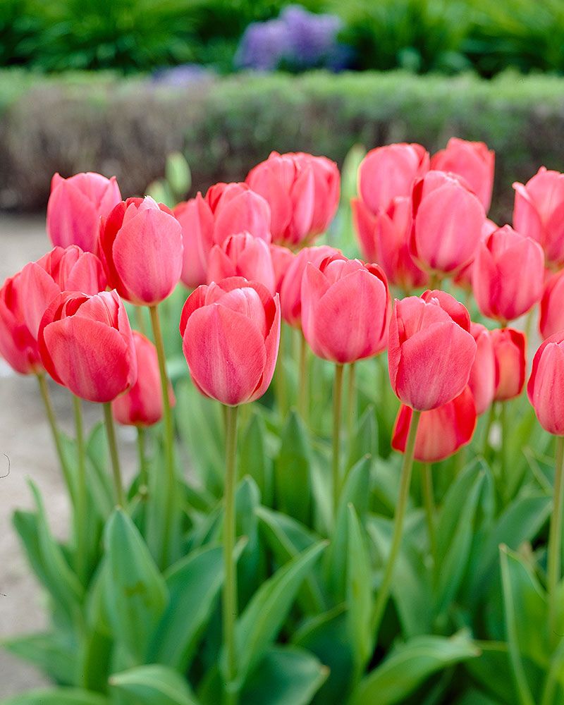 Darwintulppaani Van Eijk 40 kpl