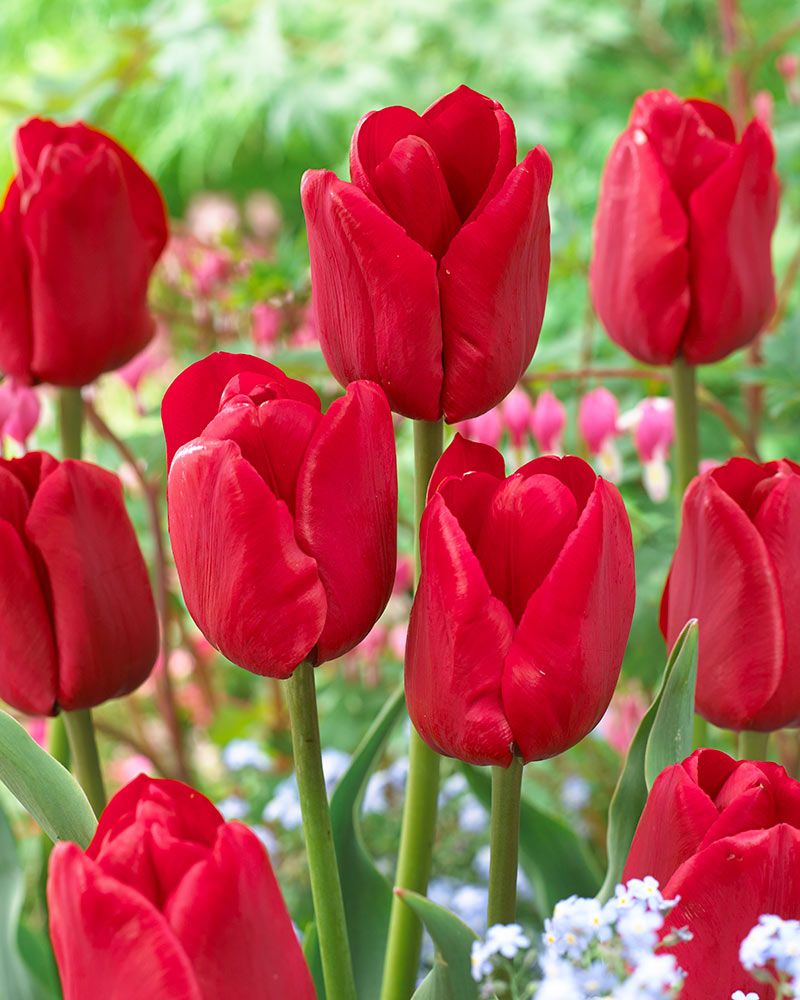 Tulppaani Ile de France 10 kpl
