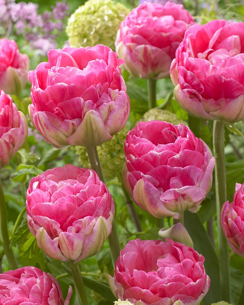 Kerrattu tulppaani Diandra 10 kpl