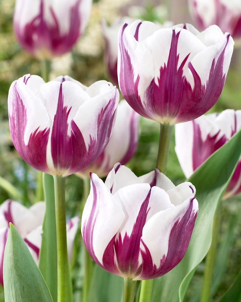 Tulppaani Rem´s Favourite