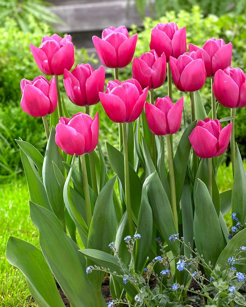 Tulppaani Colorado 10 kpl
