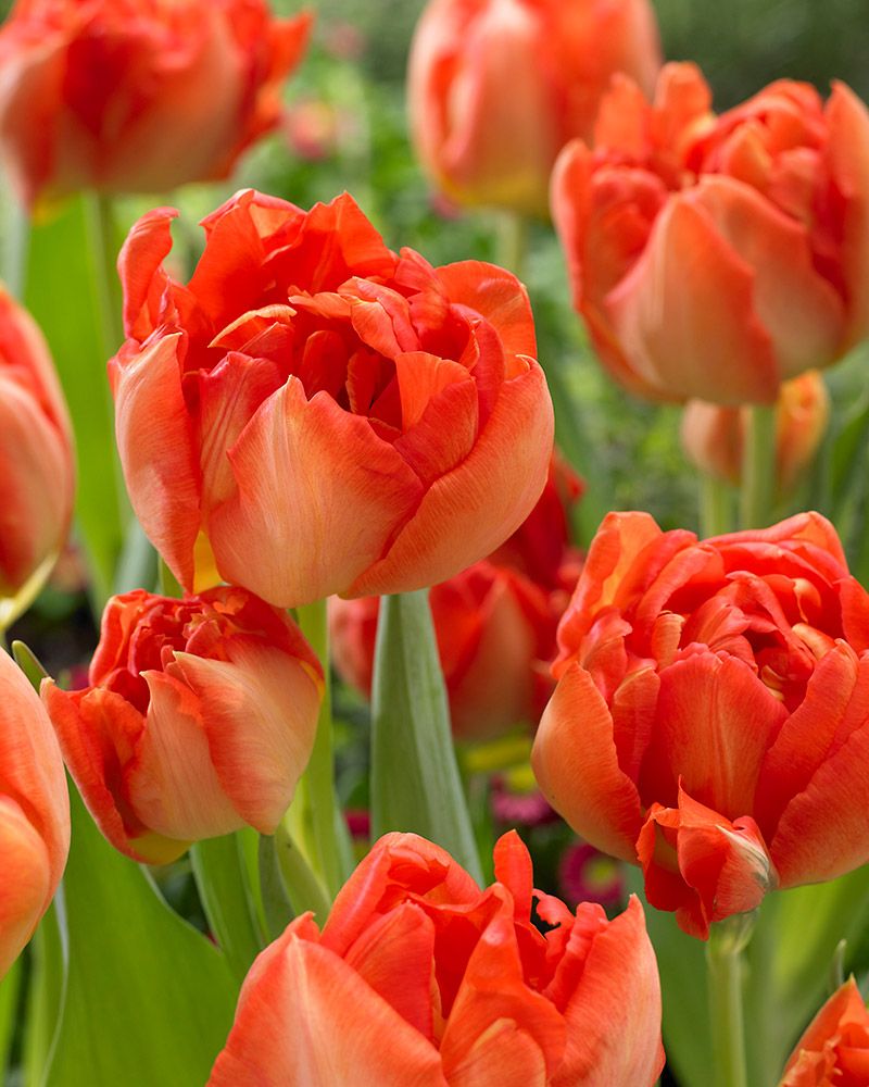 Kerrattu tulppaani Monte Orange 10 kpl