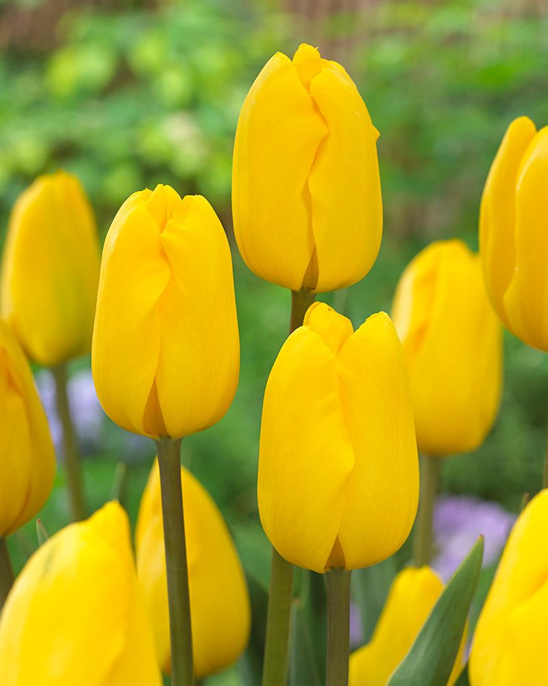 Tulppaani Jan van Nes 10 kpl