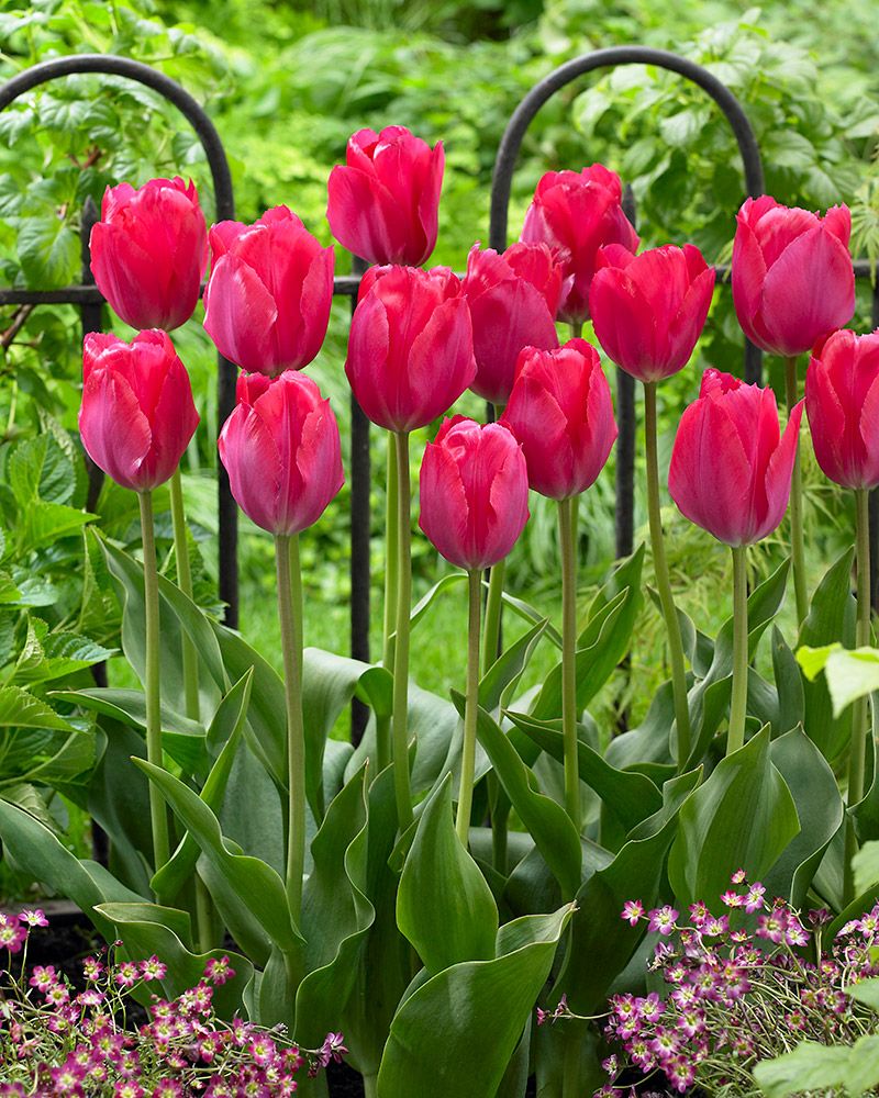 Darwintulppaani Lady van Eijk