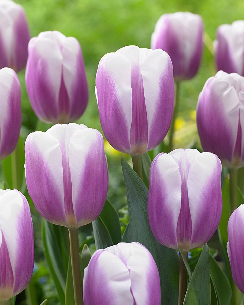 Tulppaani Librije 10 kpl