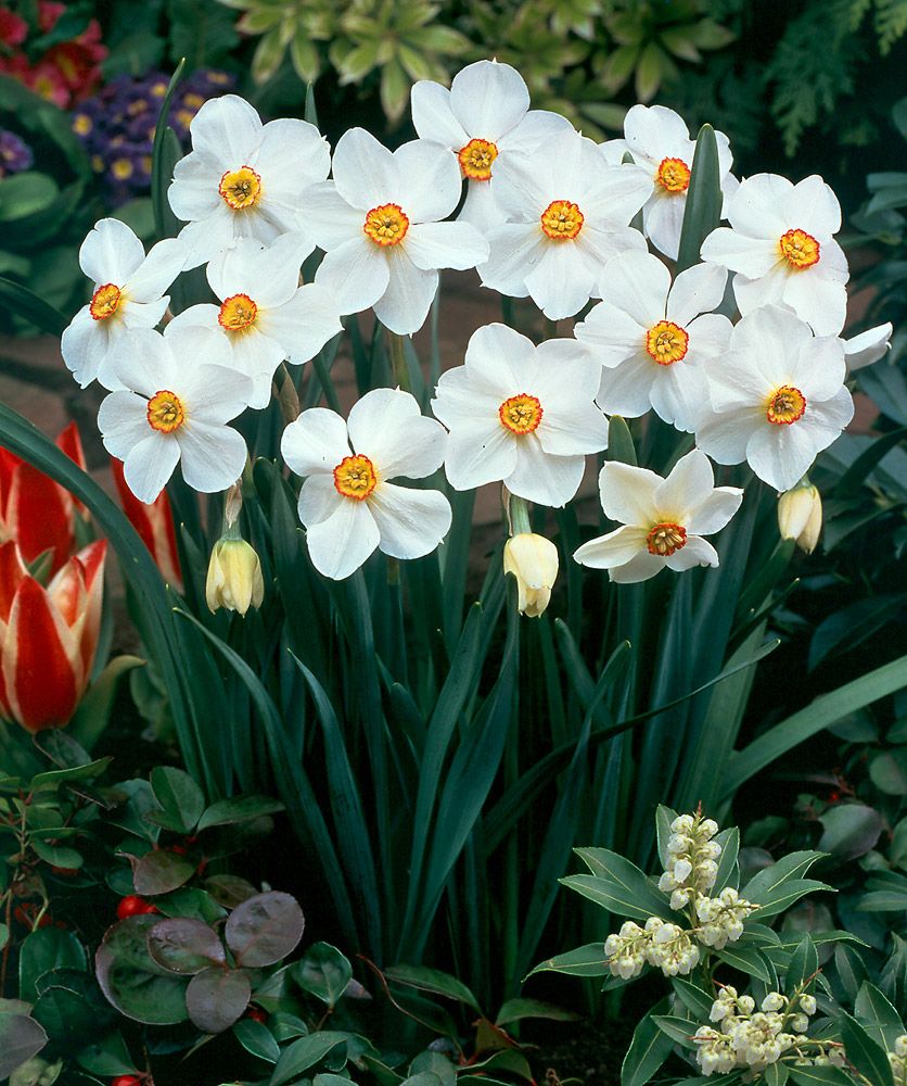 Valkonarsissi Actaea 10 kpl