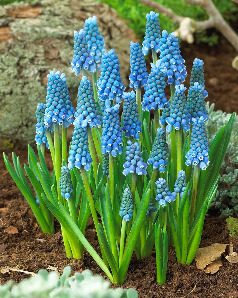 Helmililja Blue Magic 20 kpl