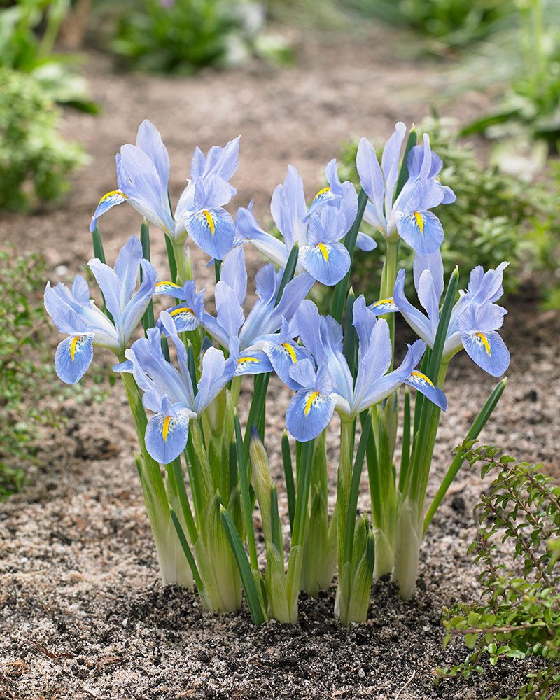 Kevätkurjenmiekka Blue Planet 15 kpl