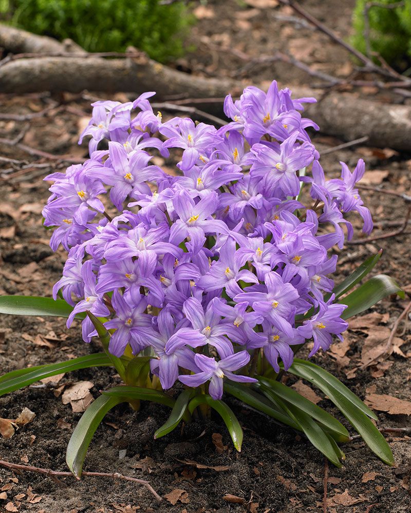 Isokevättähti Violet Beauty 15 kpl