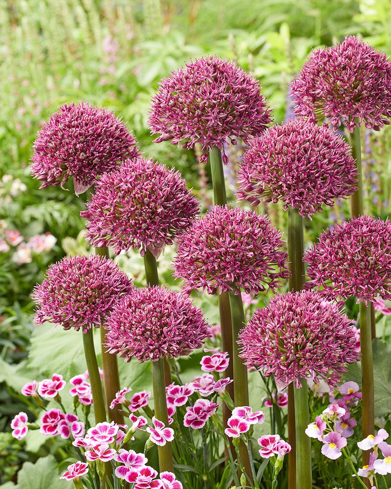 Purppurapallolaukka Ostara 5 kpl