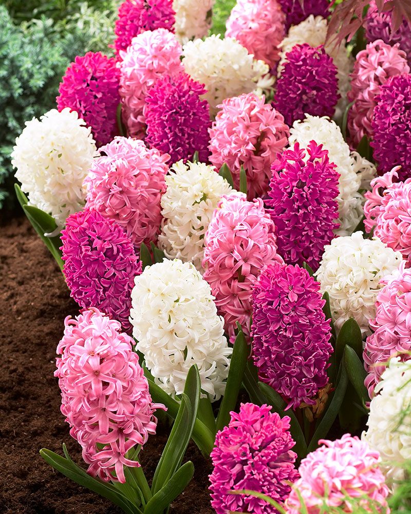 Hyasintti mix 9 kpl