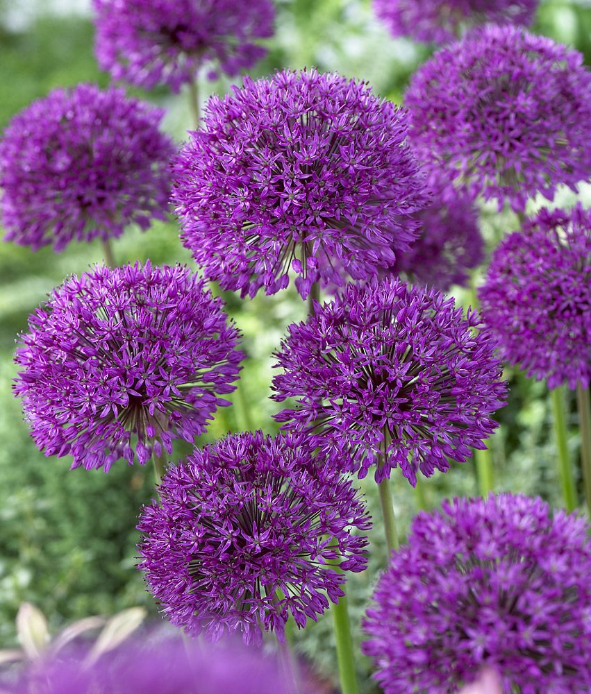 Ukkolaukka Purple Sensation 10 kpl