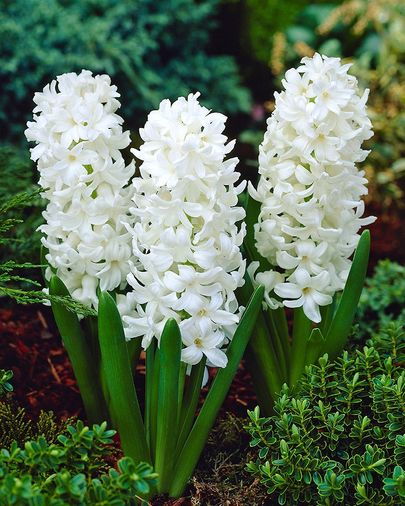 Hyasintti Fairy White 6 kpl