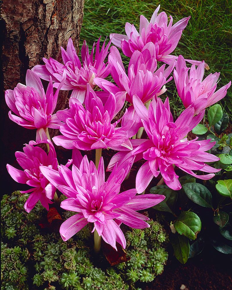 Tarhamyrkkylilja Waterlily 3 kpl