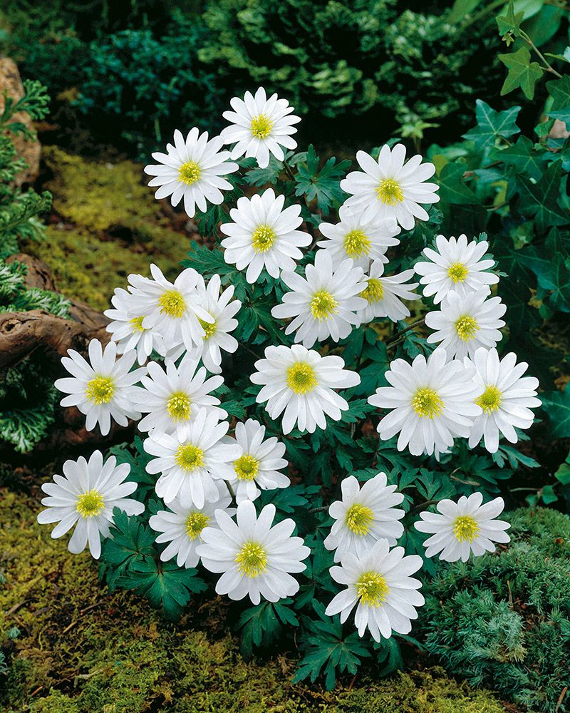 Balkaninvuokko White Splendour 20 kpl