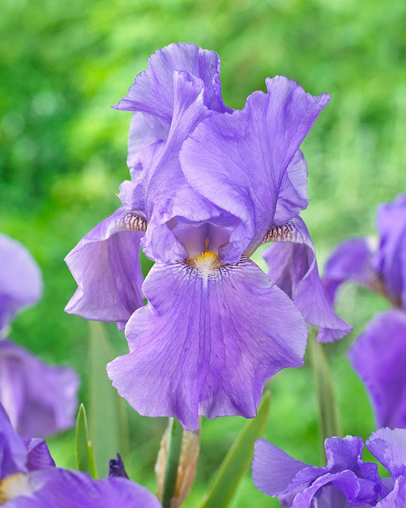 Purppurakaunotar-perennapenkki 24 kpl