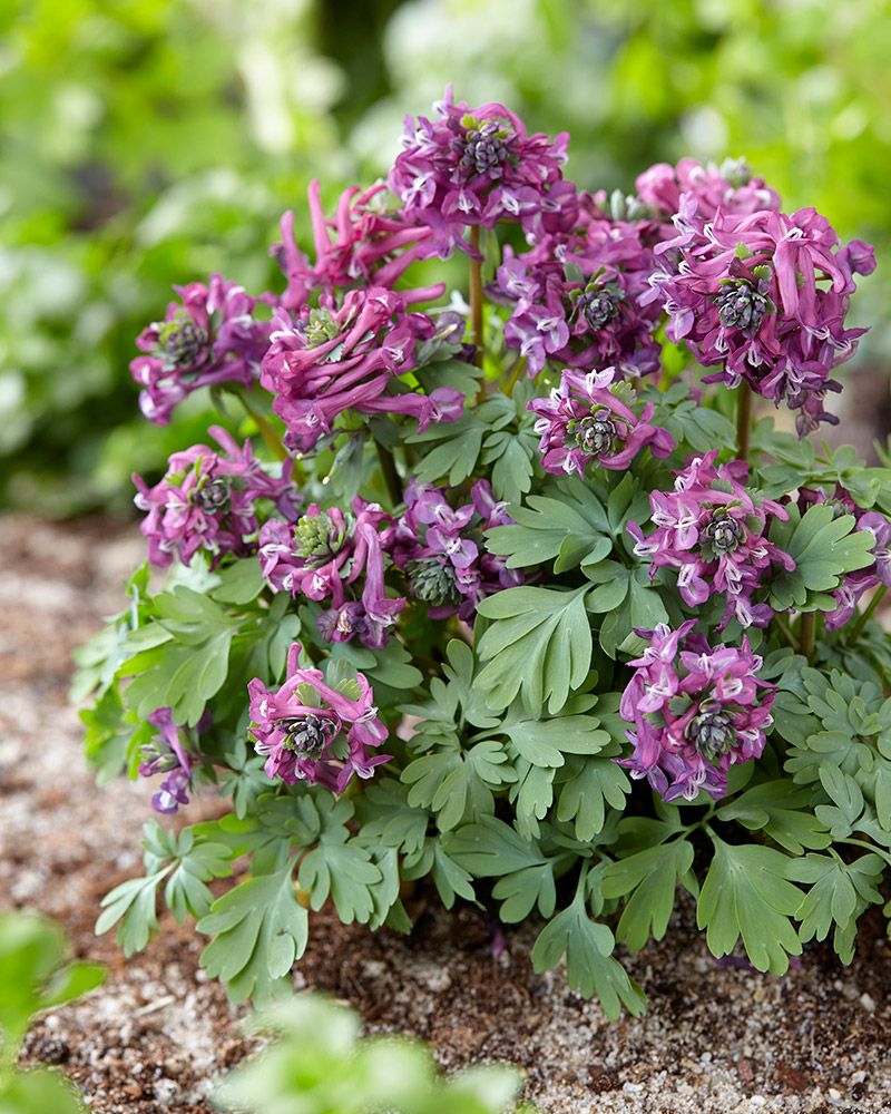 Pystykiurunkannus Purple Bird 5 kpl