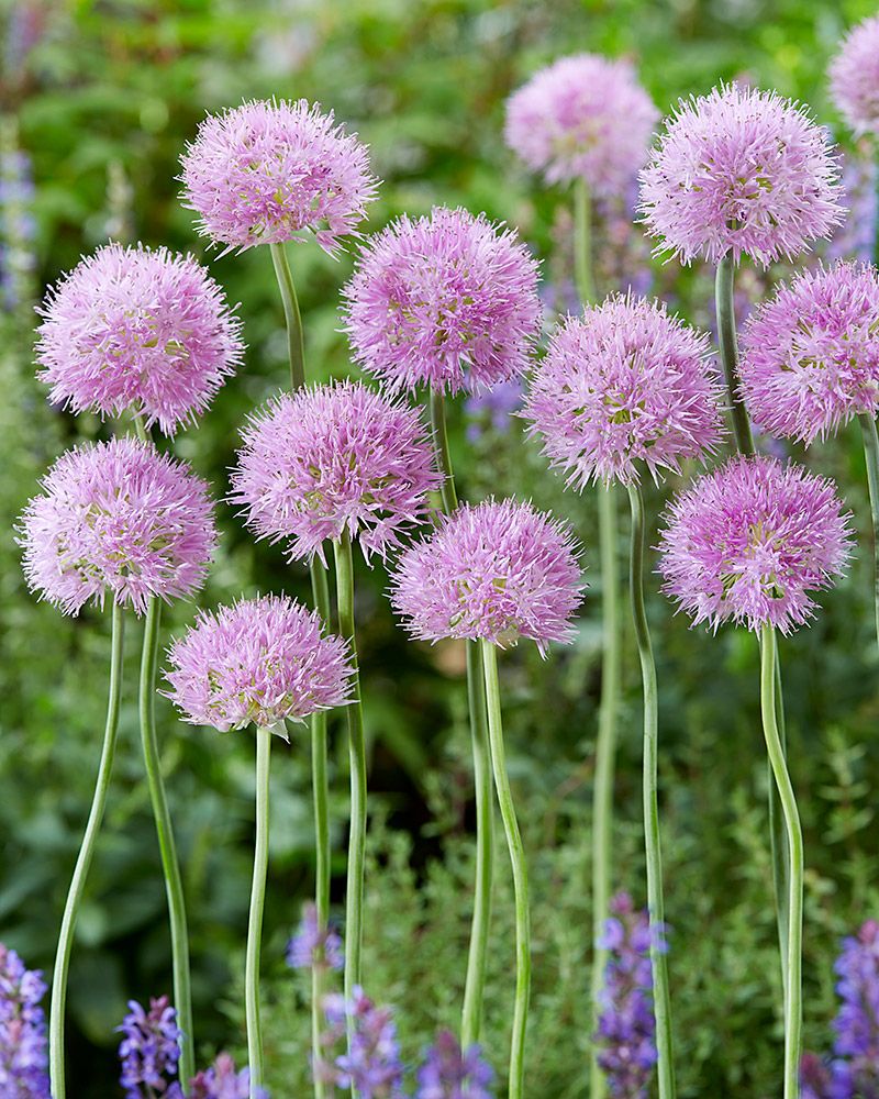 Kerälaukka Rosy Dream 10 kpl