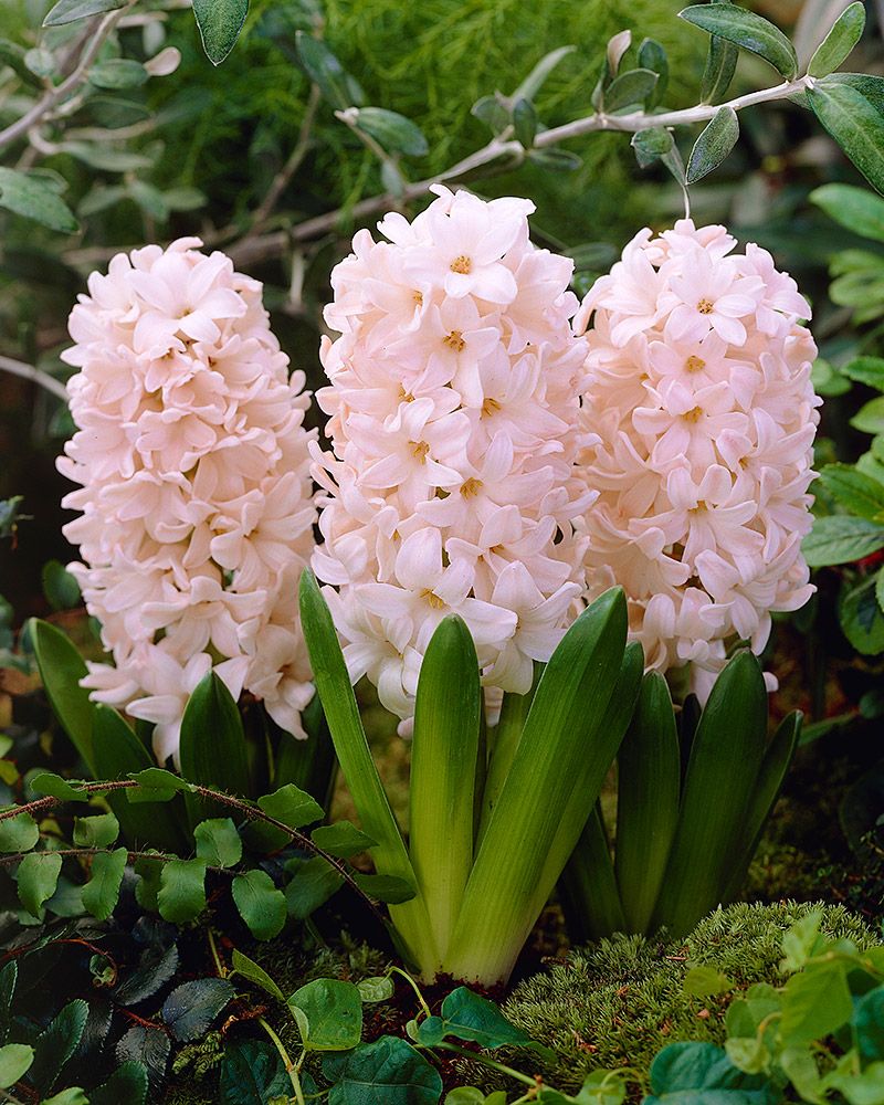 Hyasintti China Pink 10 kpl