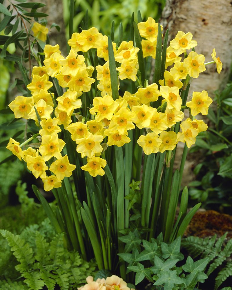 Tasetti Golden Dawn 10 kpl